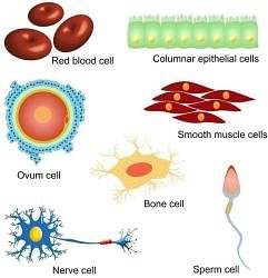 The Fundamental Unit Of Life Class 9 Notes Science Chapter 5 Free PDF   E6e7cc43 Aefa 4c1b 830d B671ad14cb60 Icon 