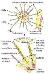 Protozoa: Nutrition - Zoology Optional Notes for UPSC PDF Download