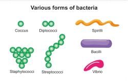 Important Diagrams NEET : Biological Classification - Biology Class 11 ...