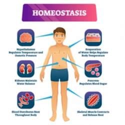 Homeostasis - Biology Class 12 - NEET PDF Download