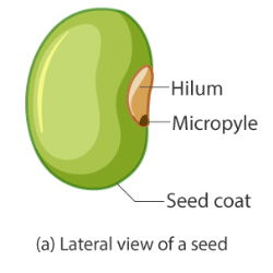 Seed: Structure & Types Video Lecture | Biology Class 11 - NEET