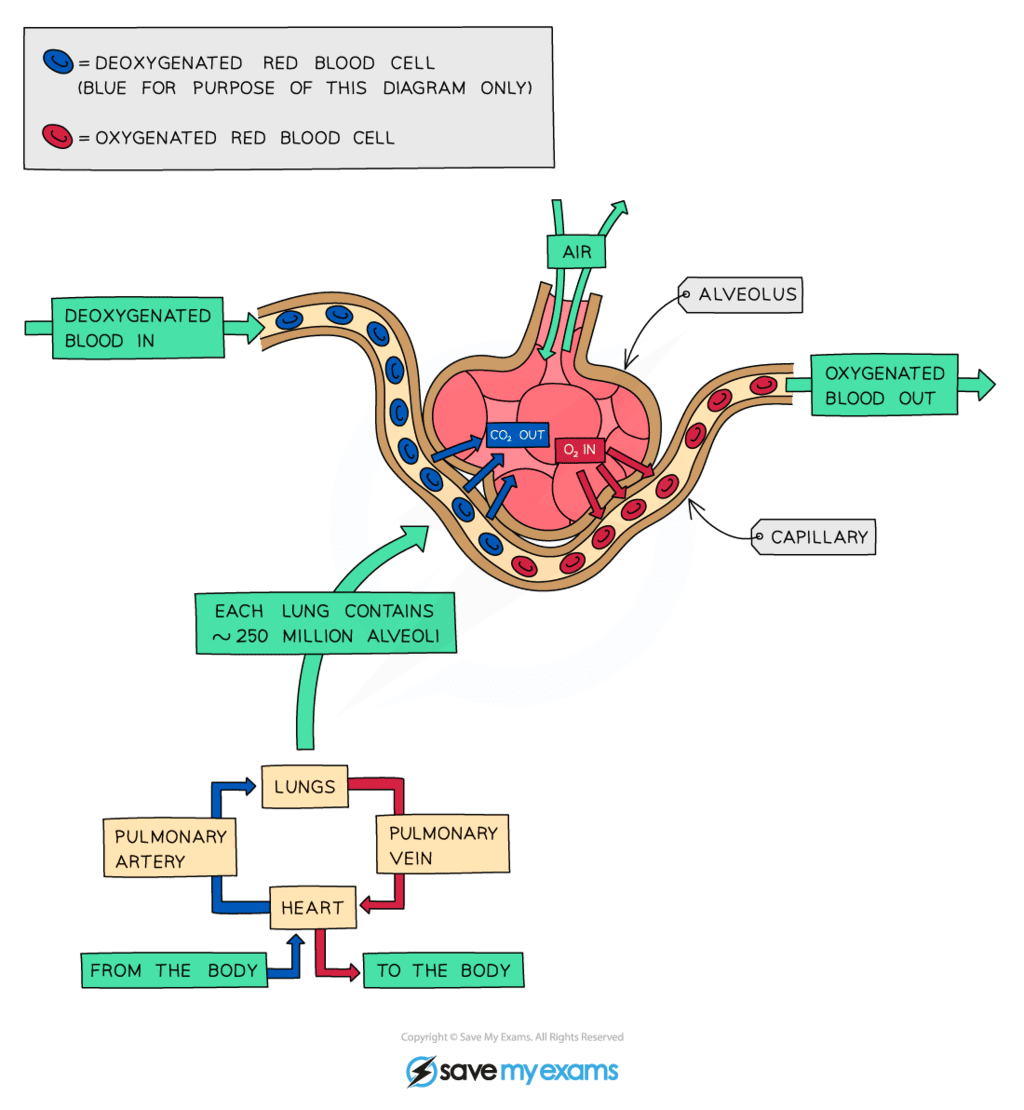 Features of Gas Exchange Surfaces Year 9 PDF Download