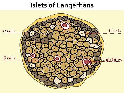 Islets of Langerhans was named after Paul langerhans in year
