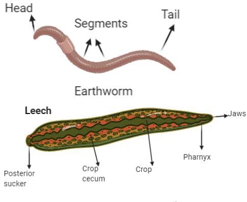 Which of the following options shows bisexual animals only?a)Amoeba,  sponge, leechb)Earthworm, sponge, leechc)Sponge, cockroach,  Amoebad)Tapeworm, earthworm, honeybeeCorrect answer is option 'B'. Can you  explain this answer? | EduRev NEET Question