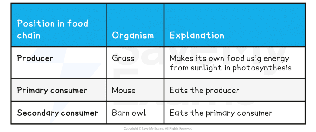 Food Chains And Food Webs Year 9 Pdf Download Food Chains And Food Webs Year 9 Pdf Download