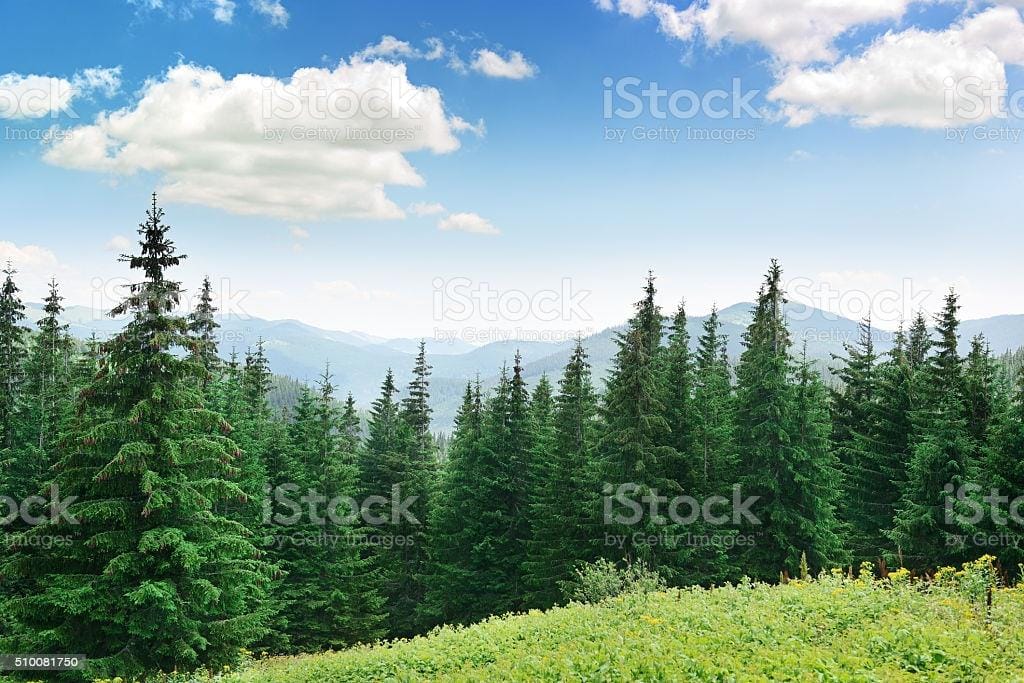 Evergreen Forest