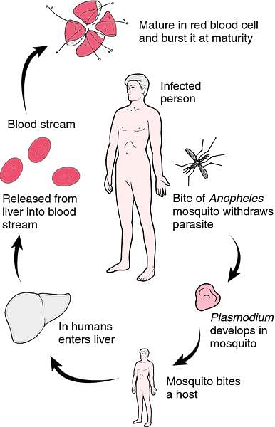 Malignant malaria | definition of malignant malaria by Medical dictionary