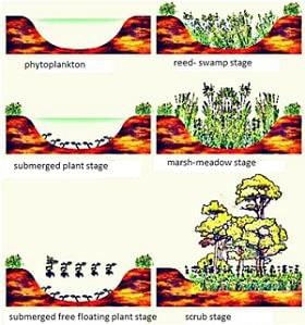 Tricks to learn Ecological Succession - NEET PDF Download