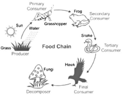 Food chain is:a)Relationship between autotrophic organisms.b)Exchange ...