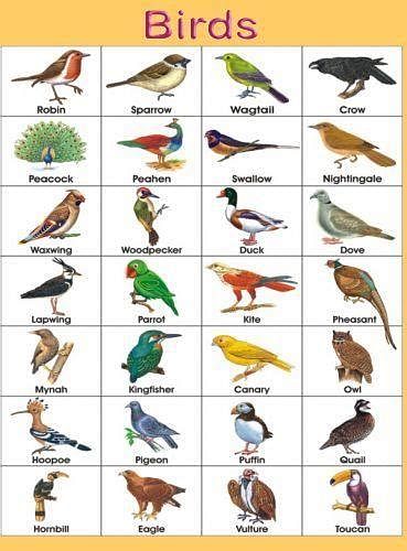 Color Name List, List Of Colors - English Grammar Here | Birds pictures  with names, Birds for kids, Names of birds