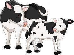 Premium Vector | Cute cow mother with baby calf | Cute cows, Cow drawing,  Baby cows