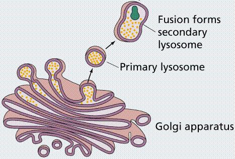 The Golgi Apparatus: The Golgi Apparatus and Lysosomes