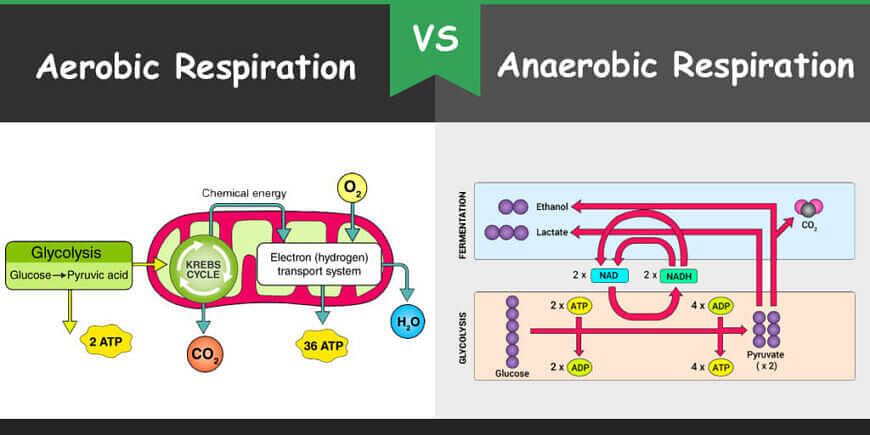 Aerobic and Anaerobic Respiration 