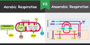 Respiration In Humans Plants Science Class 10