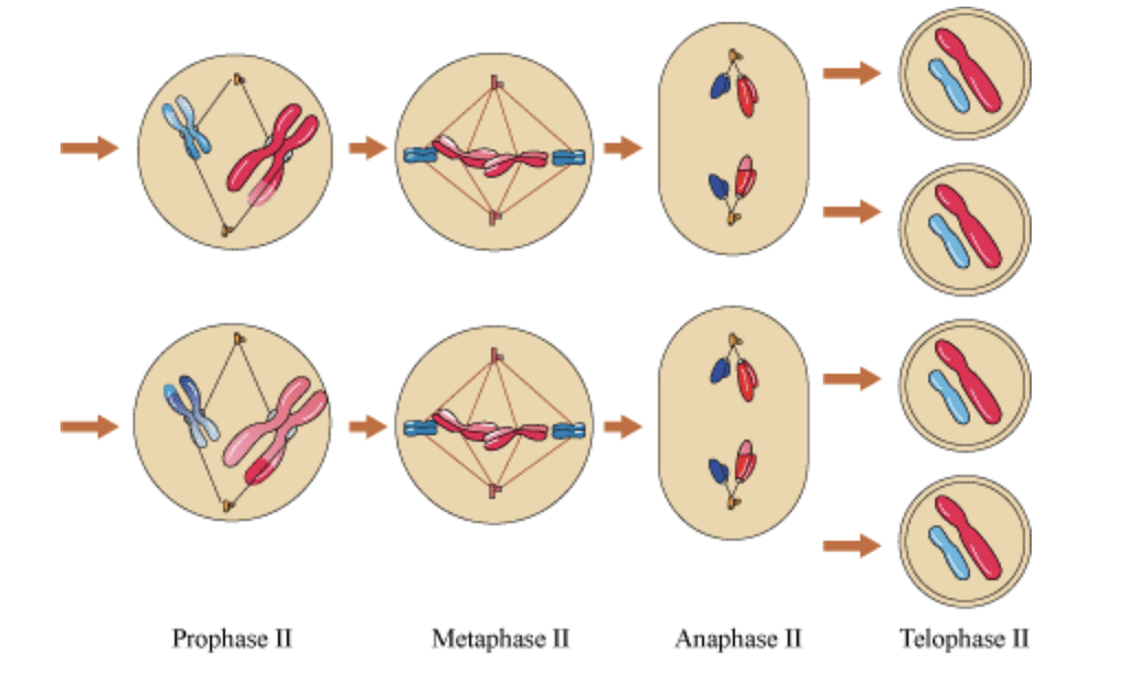 Chromosomal arrangement during different phases of meiosis-II