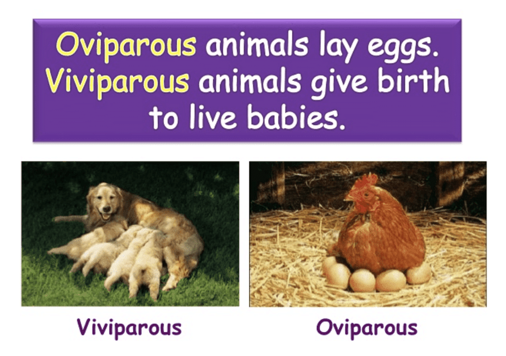 Difference between Oviparous and Viviparous animals