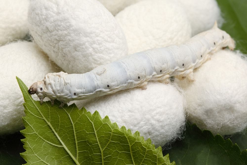 Cocoons of silkworm 