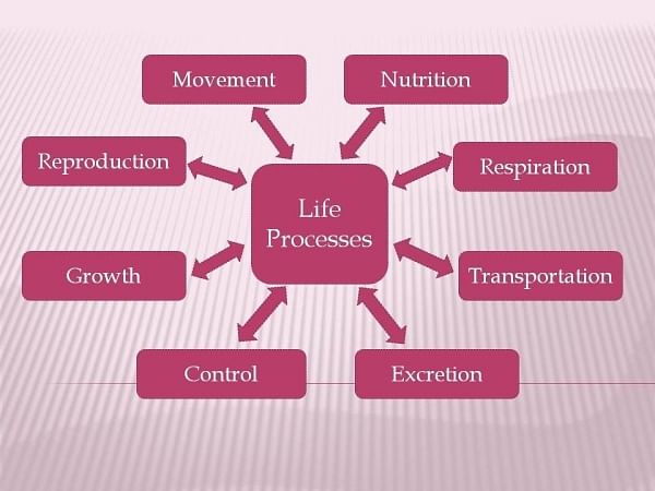 Types of life processes 