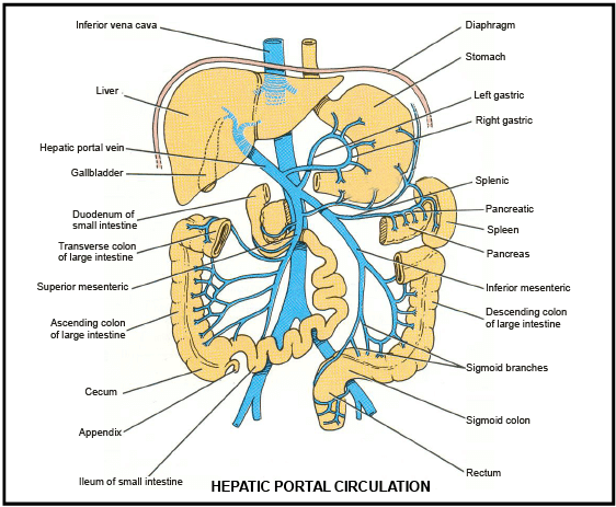 Venous System and Portal System - Biology for JAMB PDF Download