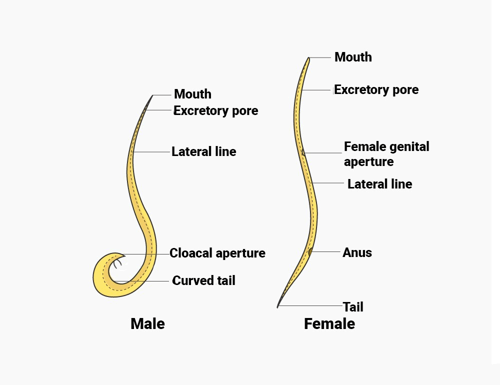 Ascaris Lumbricoides Male And Female