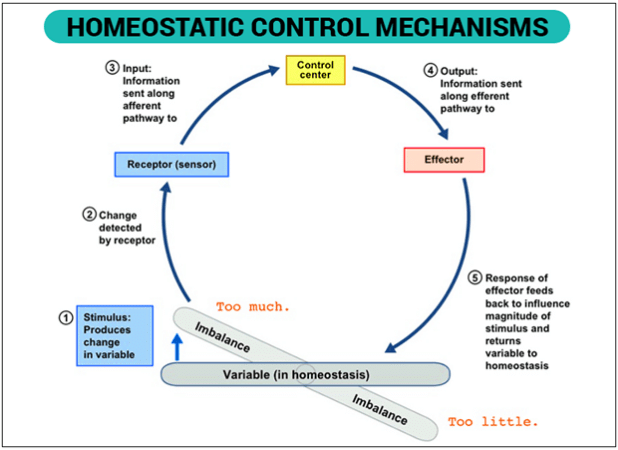 Homeostasis - Biology for JAMB PDF Download