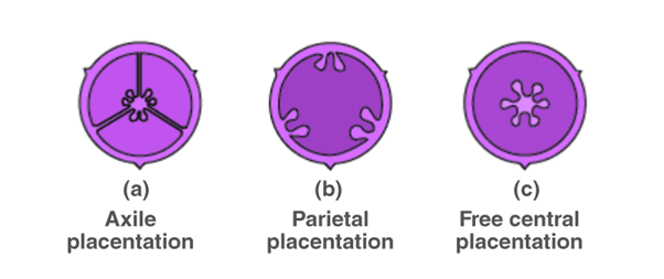 Important Notes for NEET: Morphology of Flowering Plants Notes | Study Biology Class 11 - NEET