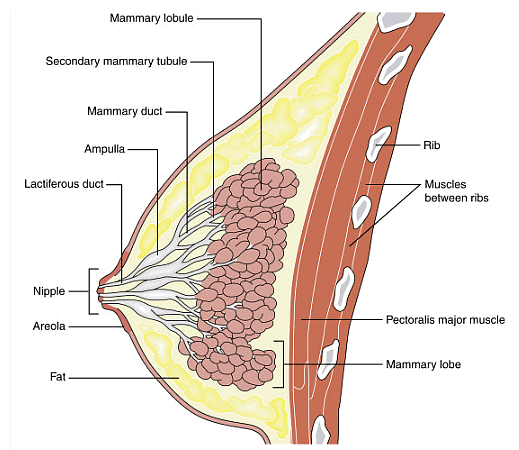 Image of mammary gland