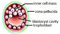 Fig. blastocyst 