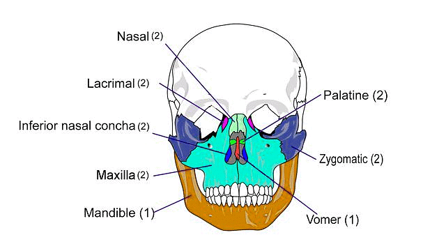 Important Diagrams: Locomotion and Movement - Biology Class 11 - NEET ...