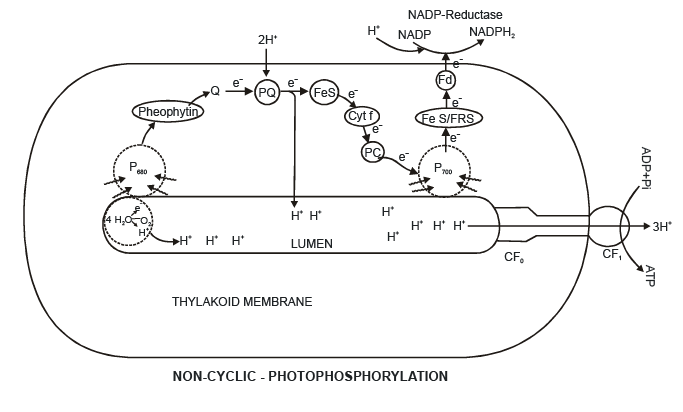 Light Reactions and Electron Transport - Biology Class 11 - NEET PDF ...