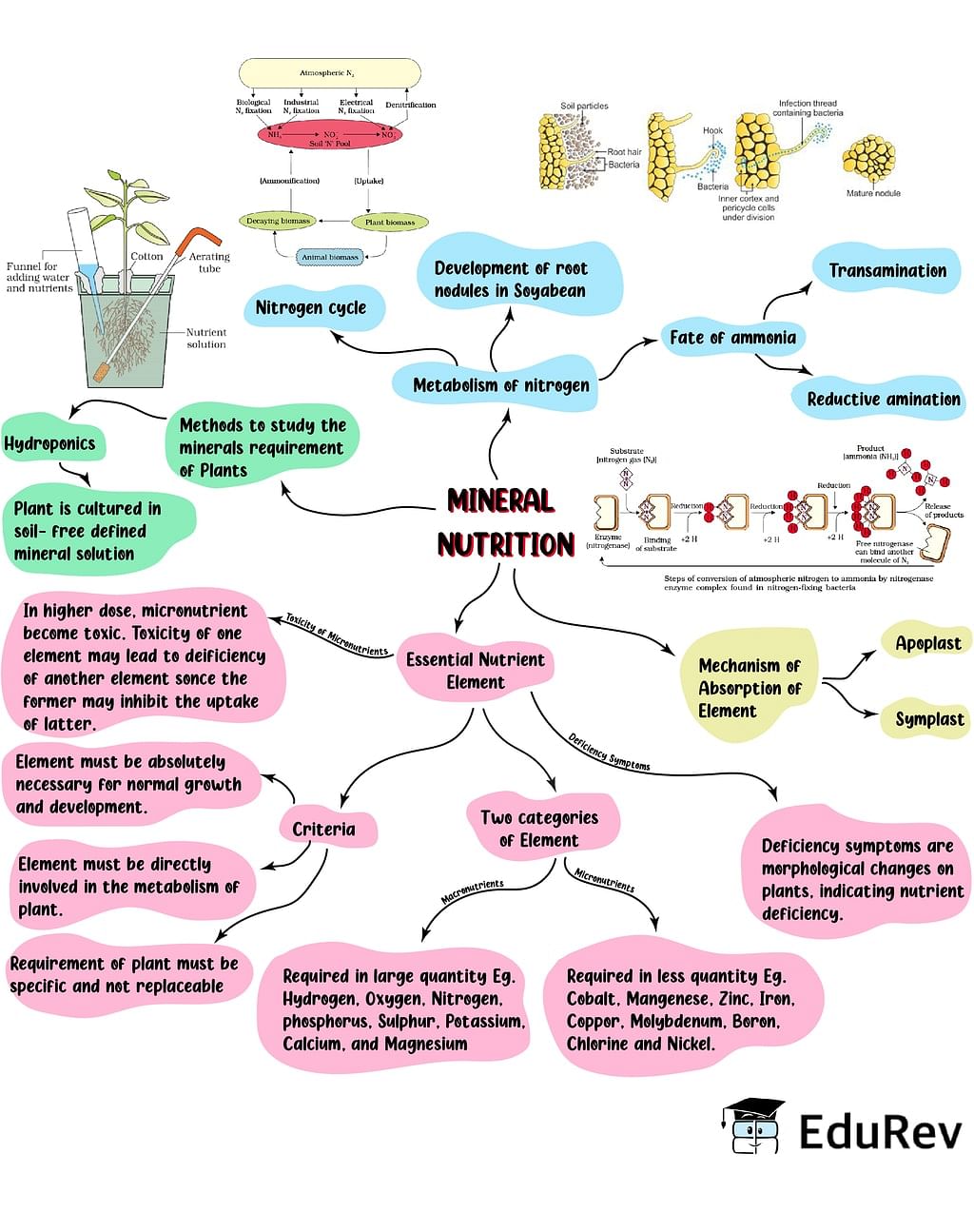 Mind Map: Mineral Nutrition Notes | Study Biology Class 11 - NEET