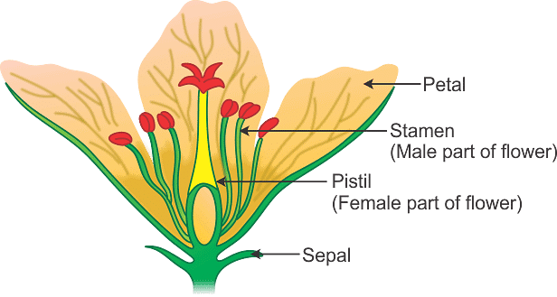 Diagrammatic Representation of Longitudinal Section (LS) of a Flower 