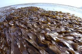 Brown Algae