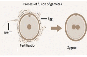 Fig. fusion of sperm and egg