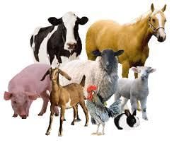 Introduction to Animal Husbandry - Notes | Study Biology Class 12 - NEET