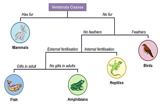 Taxonomical Categories & Taxonomical Aids - Notes | Study Biology Class ...