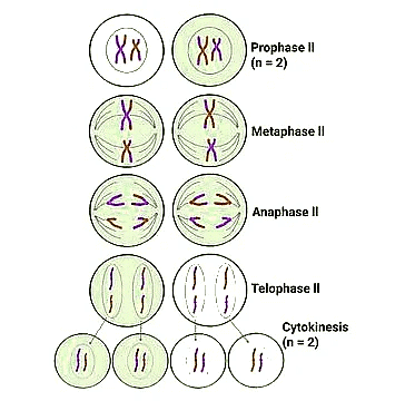 Important Diagrams: Cell Cycle and Cell Division - Biology Class 11 ...