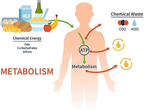  Metabolism