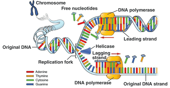 Molecular Basis of Inheritance Chapter Notes - Biology Class 12 - NEET ...