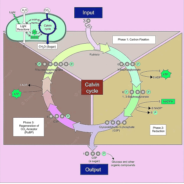 Important Diagrams Photosynthesis in Higher Plants Biology Class 11