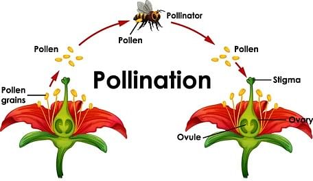 The Flower: Parts & Functions Notes | Study Biology Class 11 - NEET