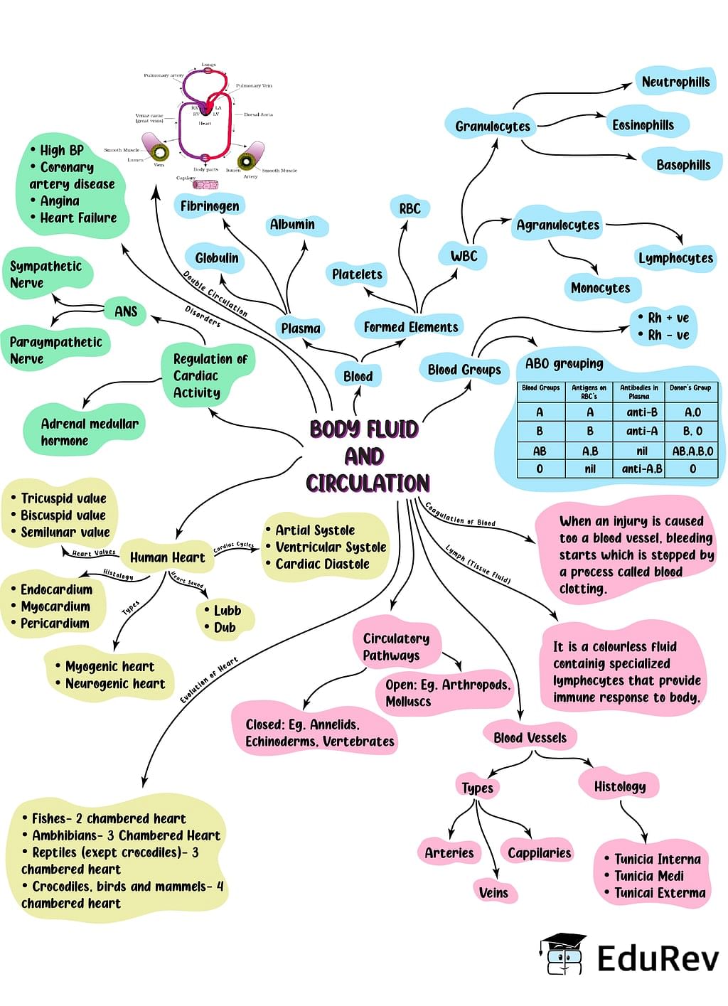 Mind Map: Body Fluids & Circulation Notes | Study Biology Class 11 - NEET