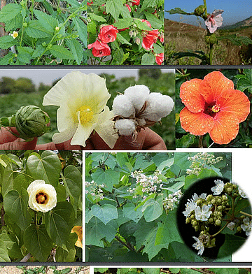 Floral Families: Malvaceae, Cruciferae | Biology Class 11 - NEET