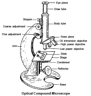 TOOLS AND TECHNIQUE IN CYTOLOGY( Part - 1) - Notes, Zoology; Class 11 ...