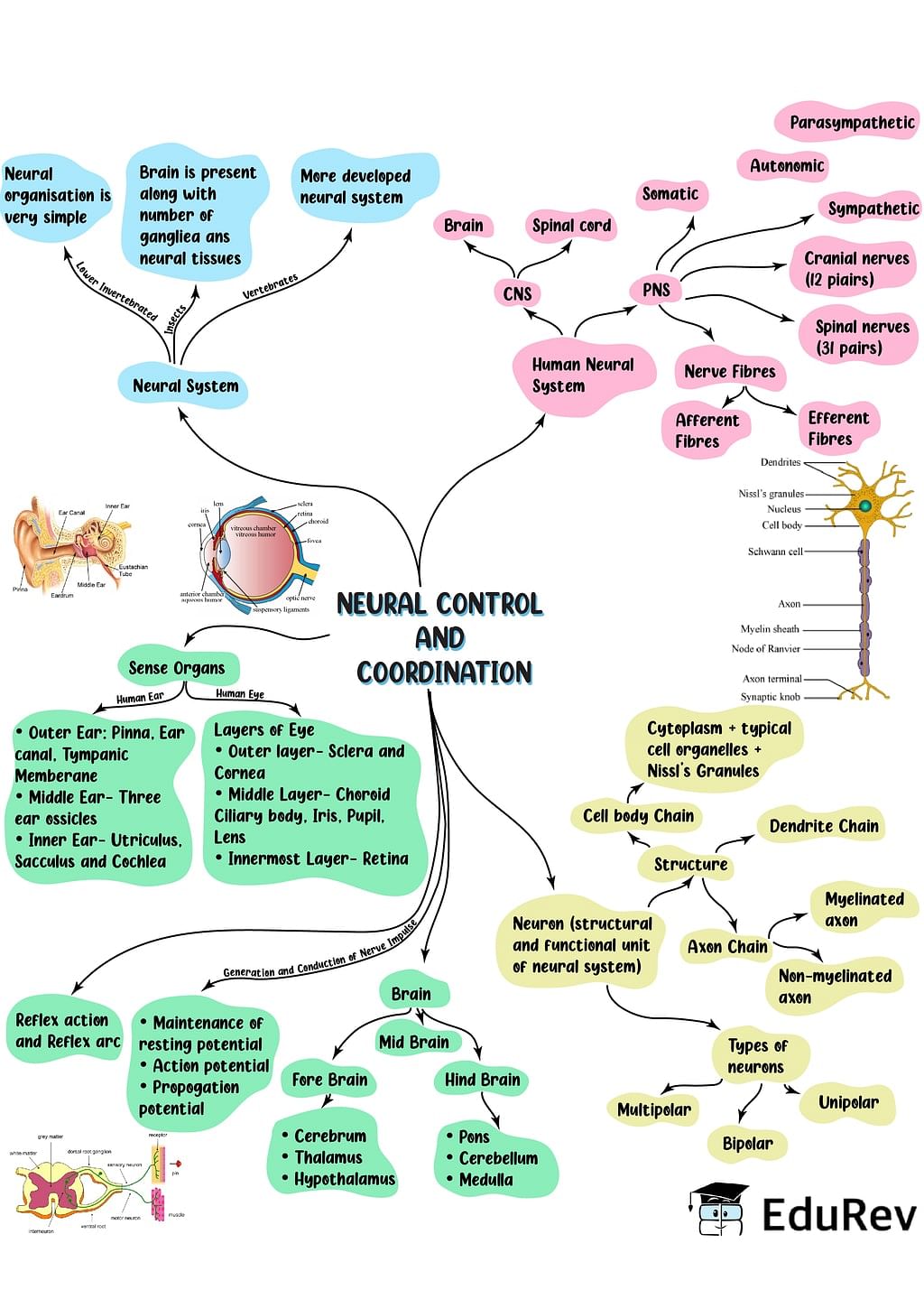 Mind Map: Neural Control & Coordination | Biology Class 11 - NEET