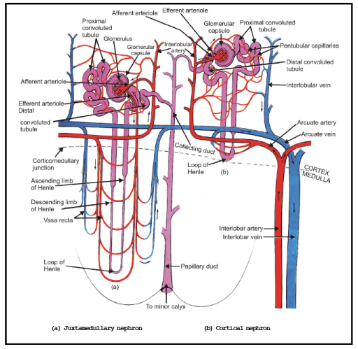 Nephron and Mechanism of Urine Formation - Biology Class 11 - NEET PDF ...