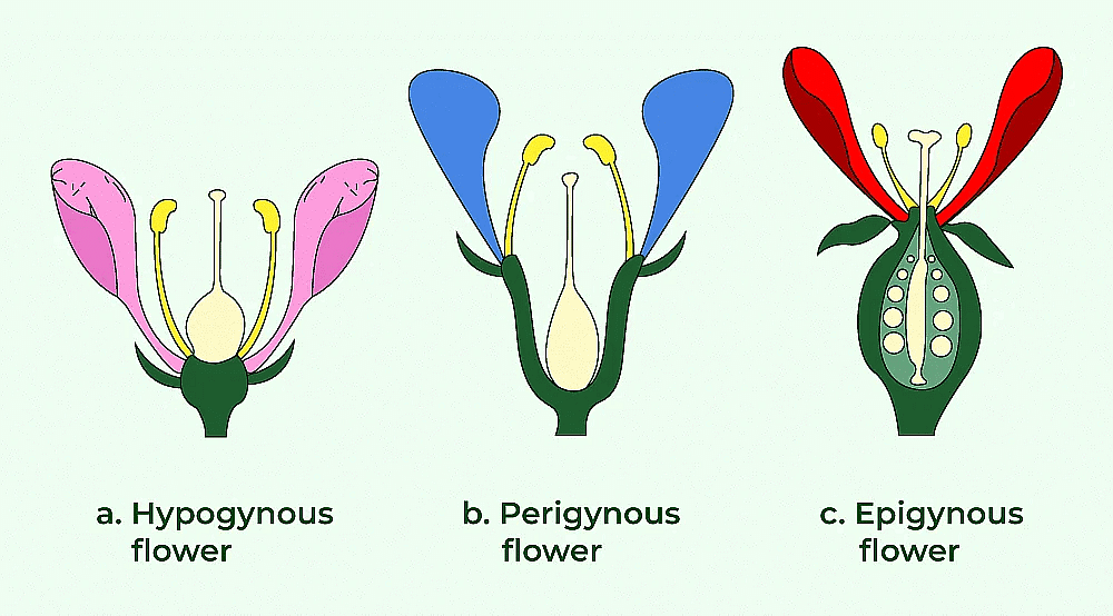 The Flower: Parts & Functions | Biology Class 11 - NEET