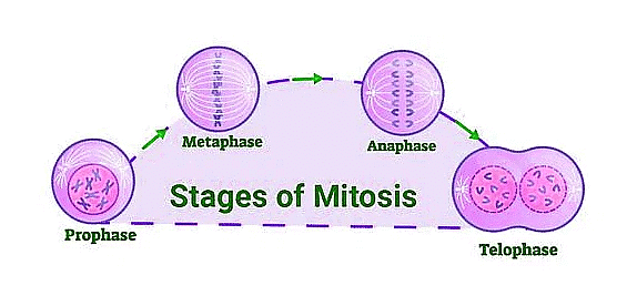 Important Diagrams: Cell Cycle and Cell Division - Biology Class 11 ...