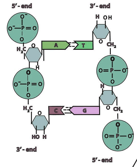 Important Diagrams Biomolecule Biology Class 11 NEET PDF Download