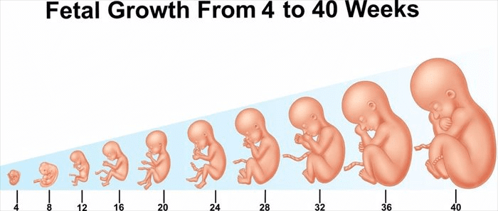 Pregnancy and Embryonic Development - Biology Class 12 - NEET PDF Download